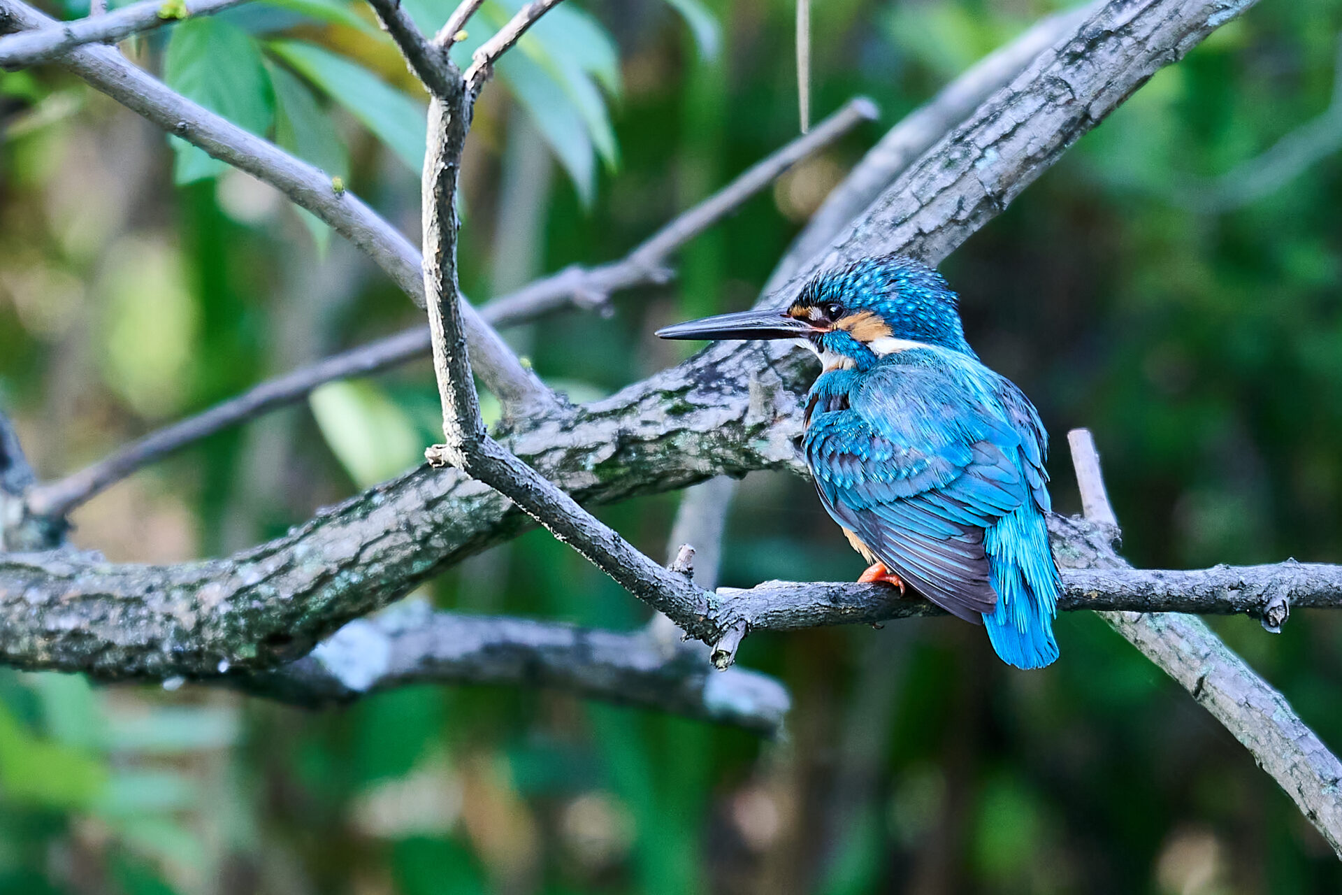 獲物を狙うカワセミ