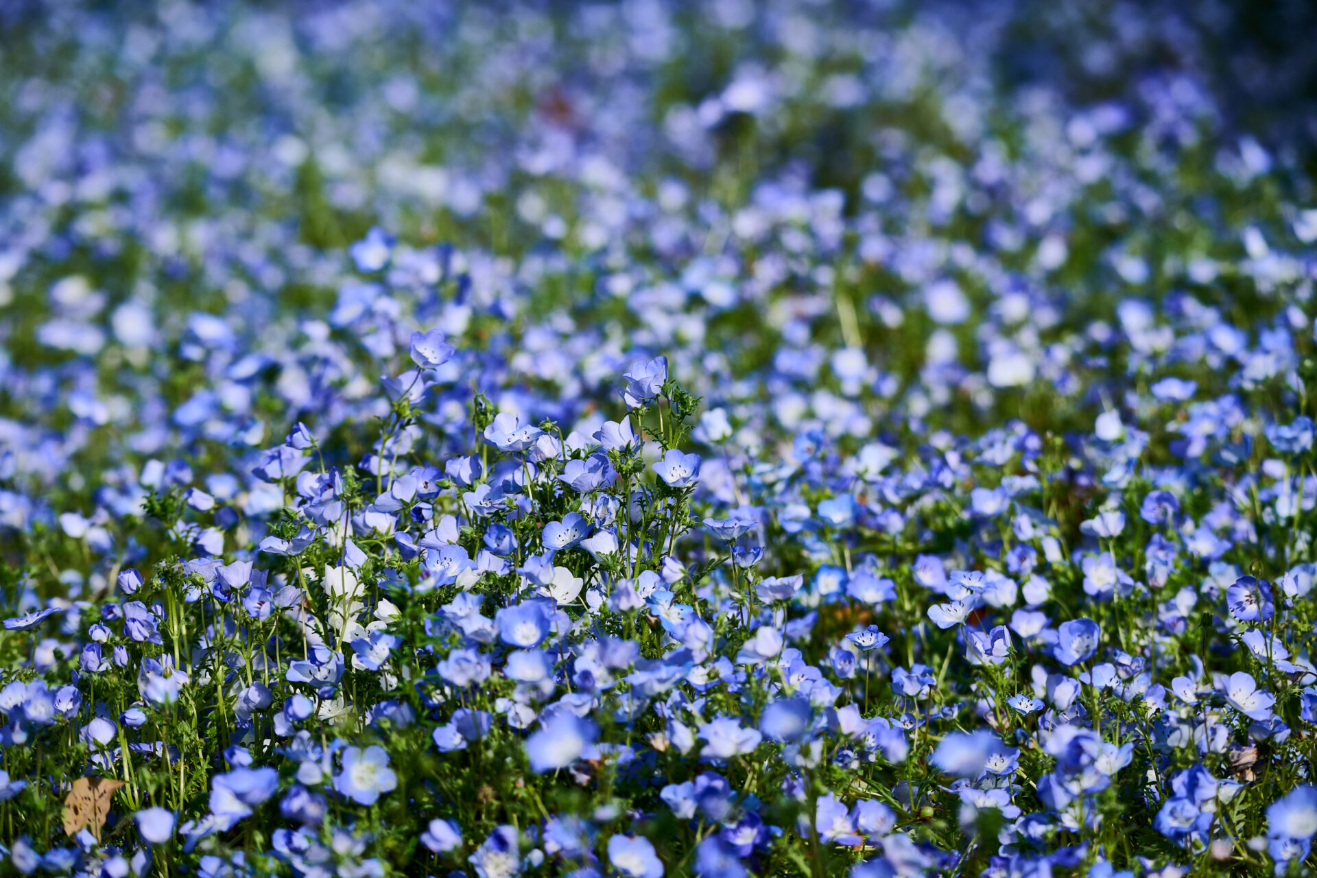 一面に広がるネモフィラ